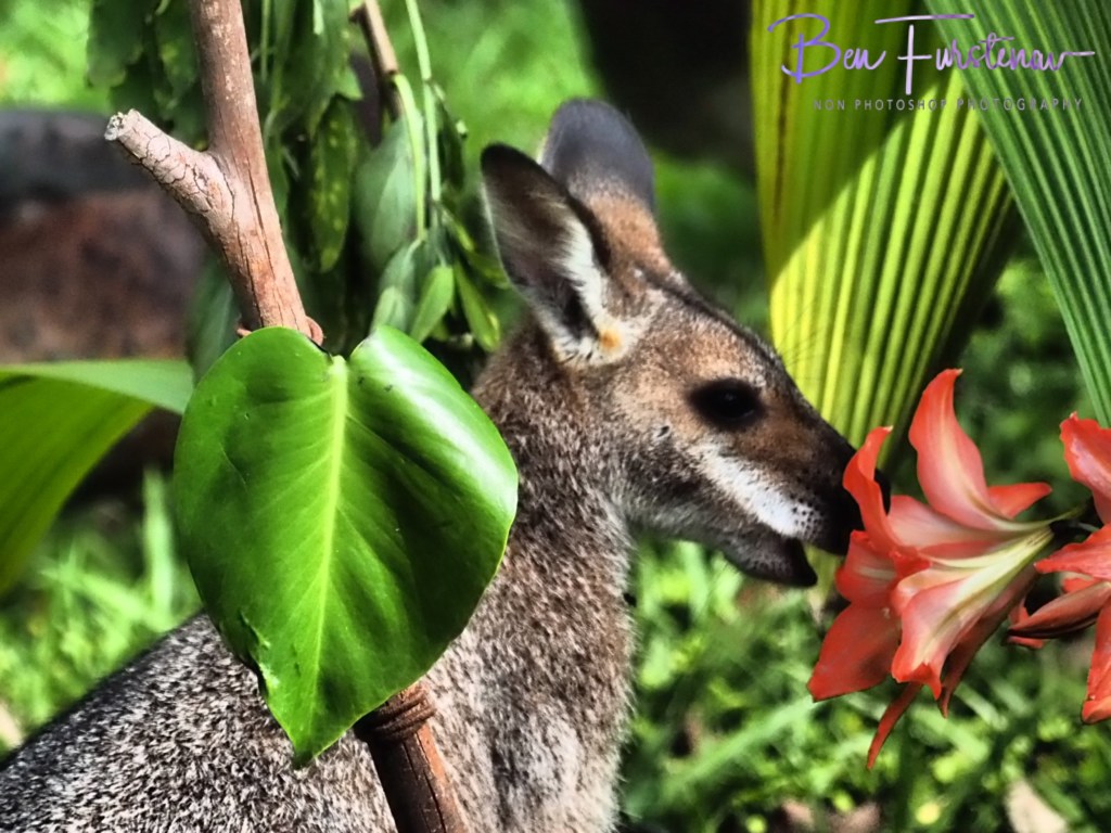 Valla, Northern New South Wales, Australia