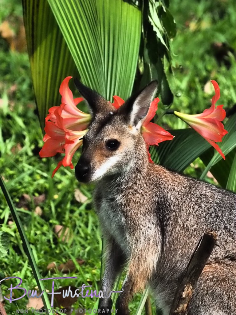 Valla, Northern New South Wales, Australia