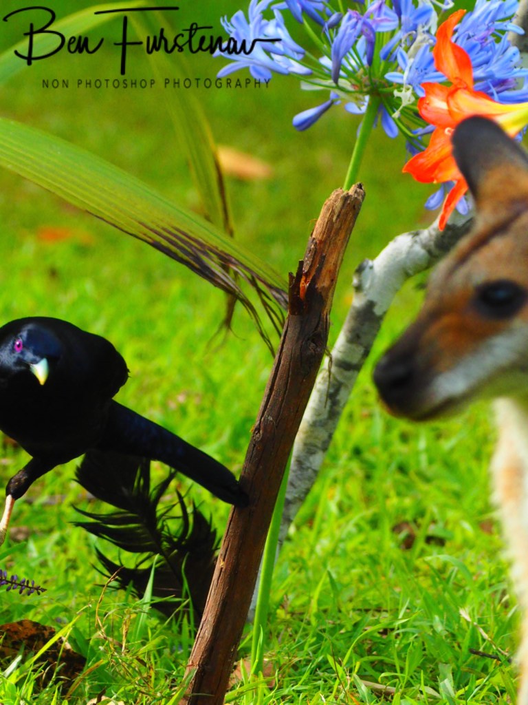 Valla, Northern New South Wales, Australia