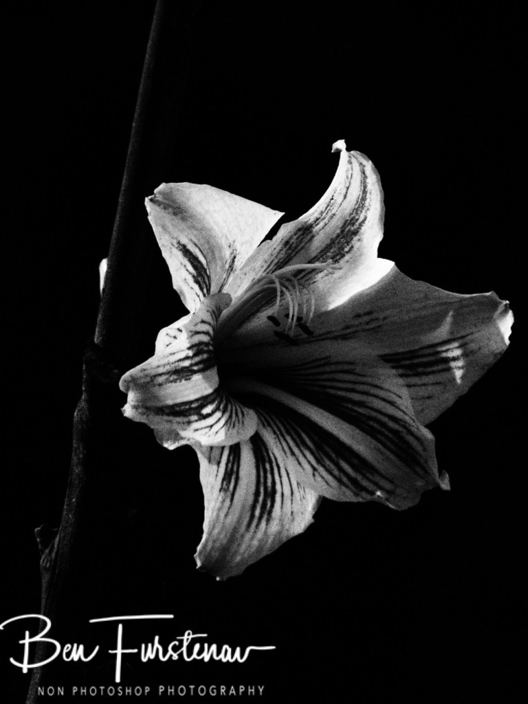 Valla, Northern New South Wales, Australia