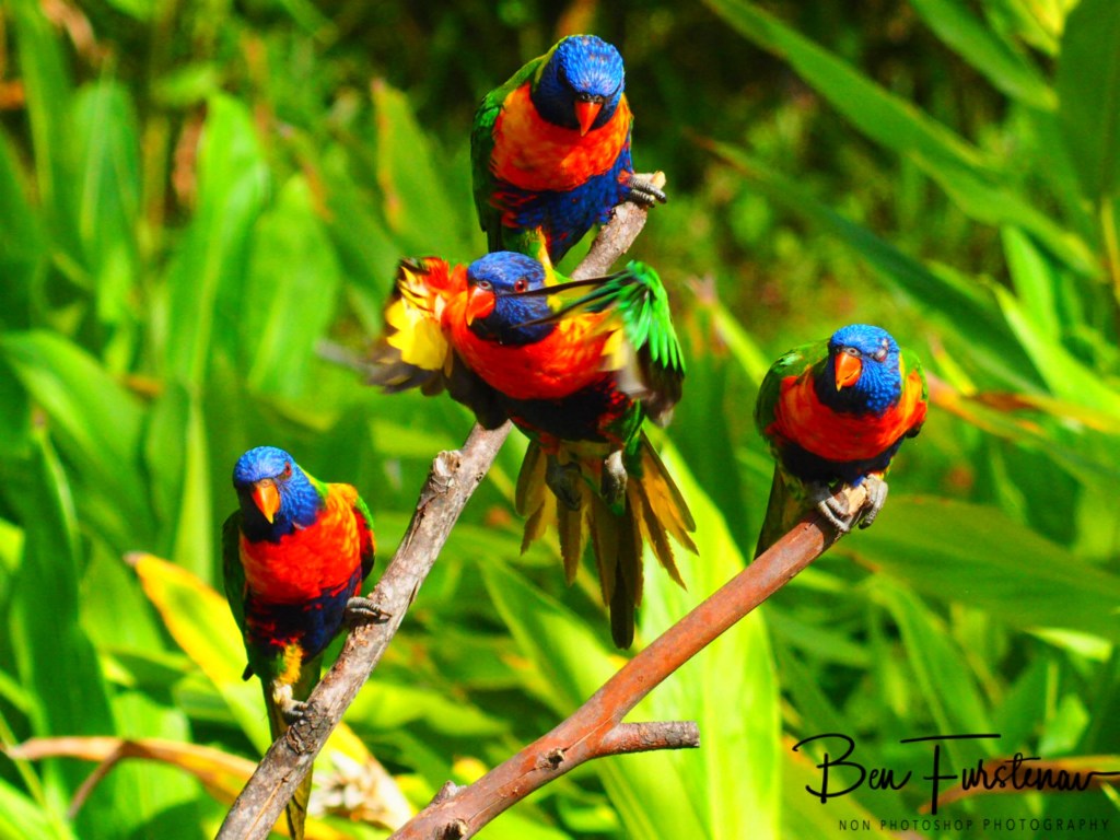 Valla, Northern New South Wales, Australia