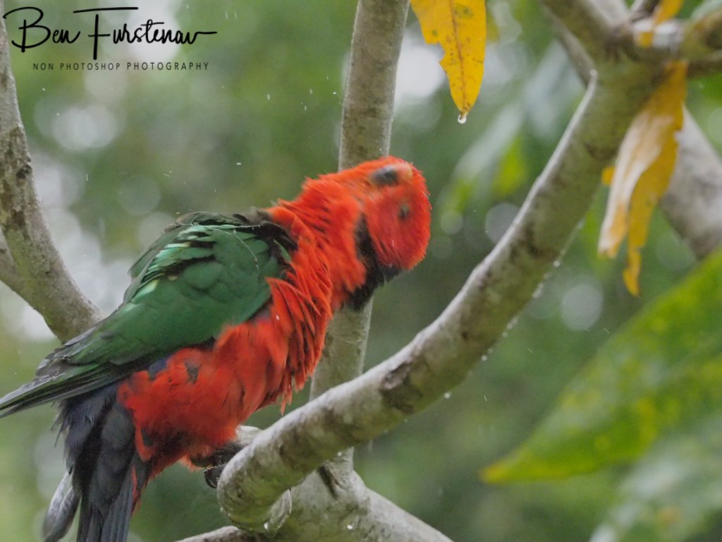 Valla, Northern New South Wales, Australia