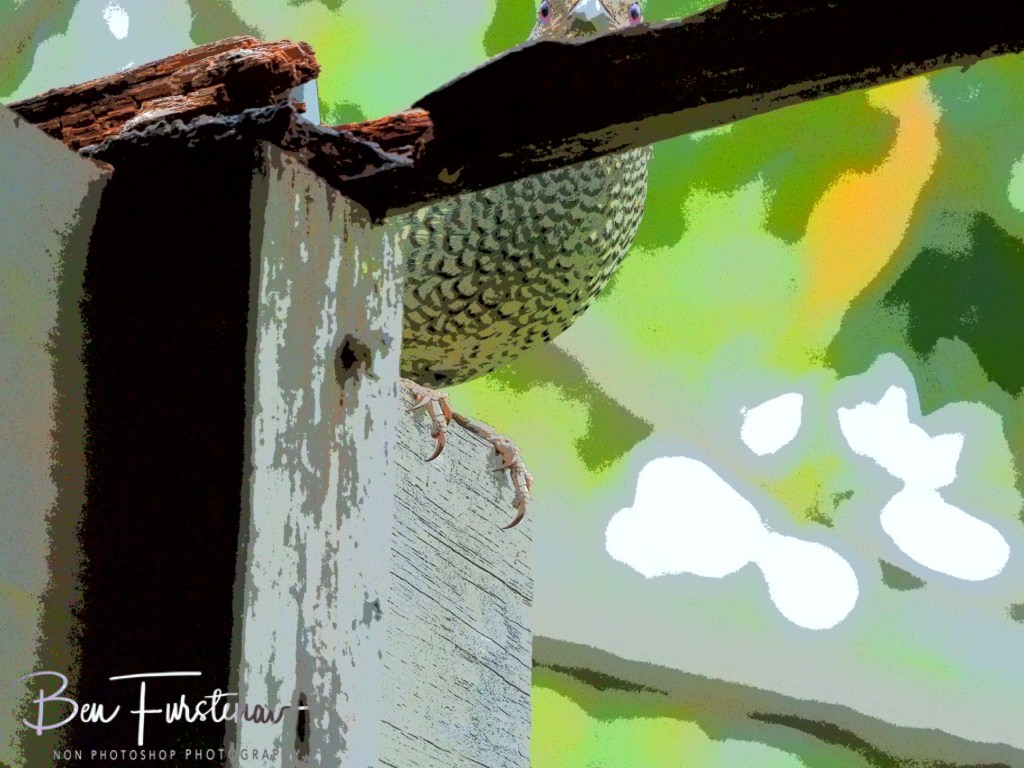 Valla, Northern New South Wales, Australia