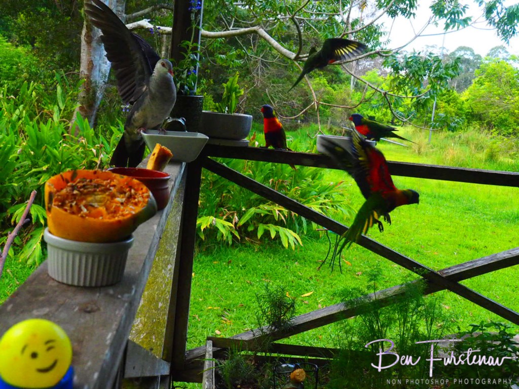 Valla, Northern New South Wales, Australia