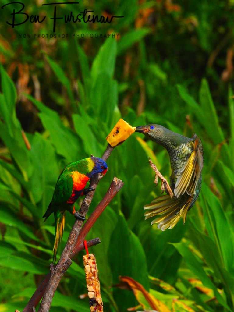 Valla, Northern New South Wales, Australia