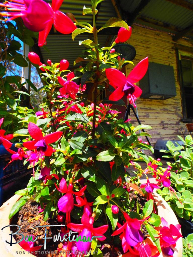 Valla, Northern New South Wales, Australia