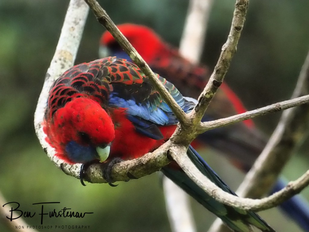 Valla, Northern New South Wales, Australia