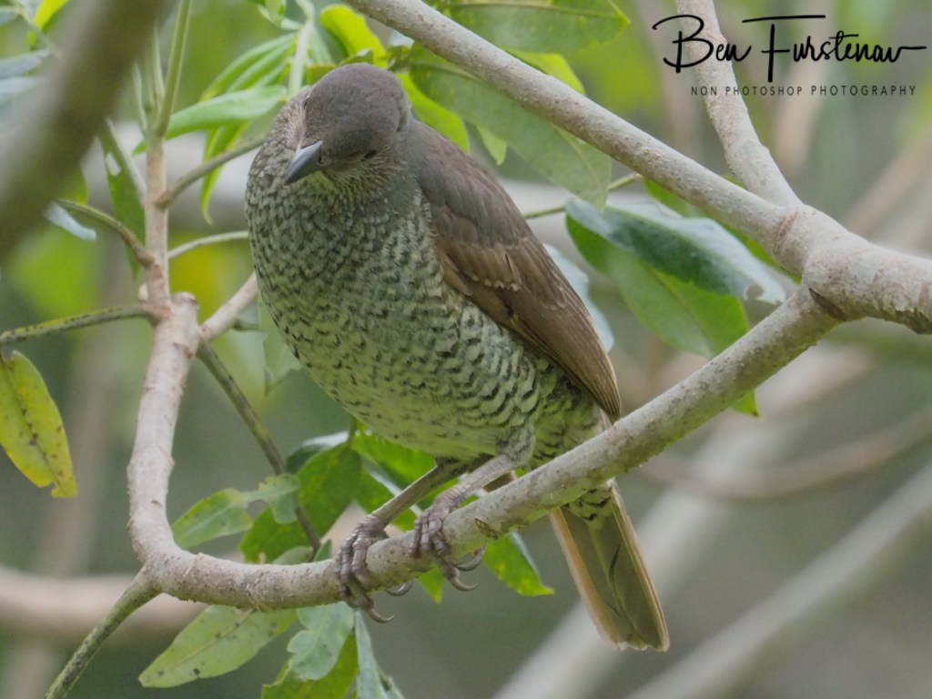 Valla, Northern New South Wales, Australia