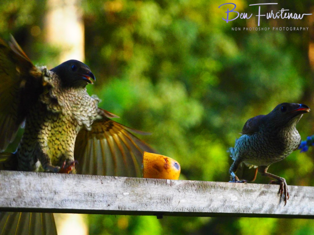 Valla, Northern New South Wales, Australia