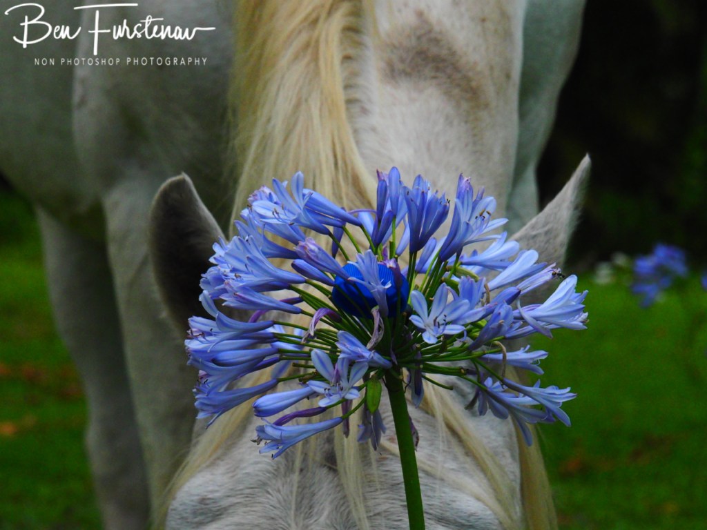 Valla, Northern New South Wales, Australia