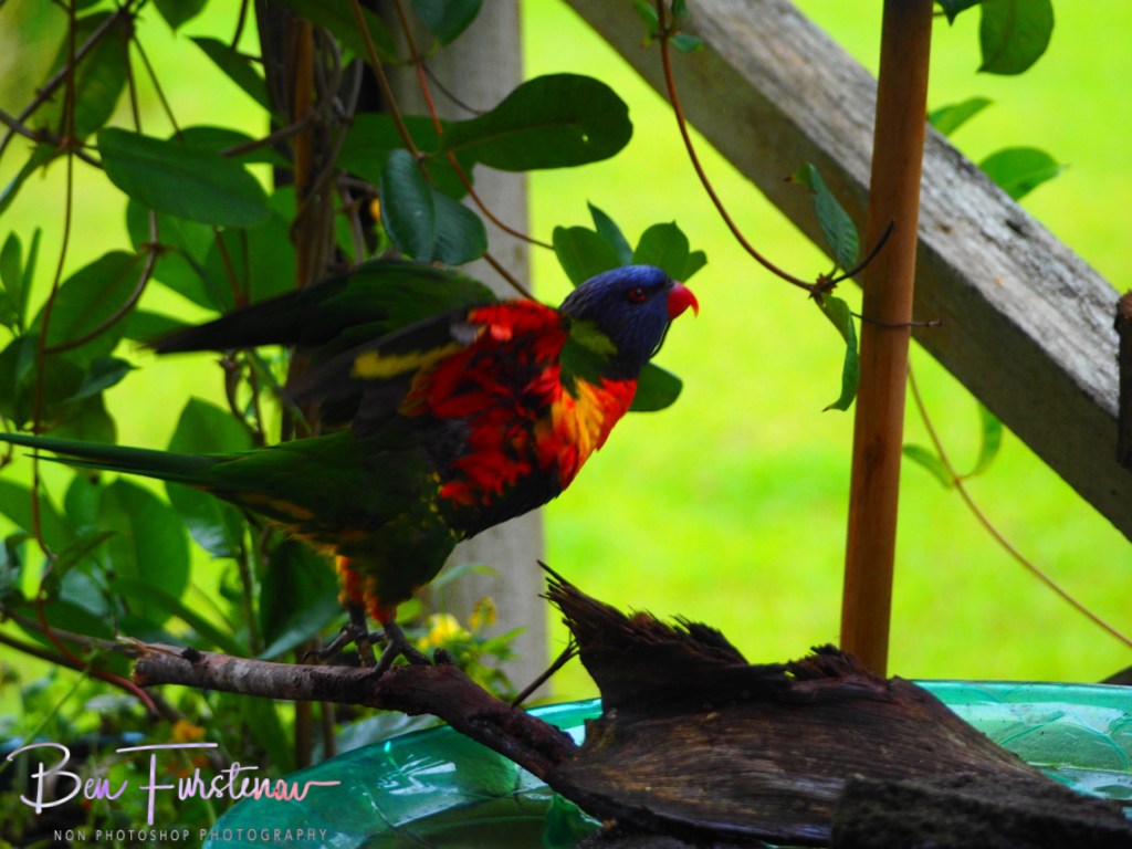 Valla, Northern New South Wales, Australia