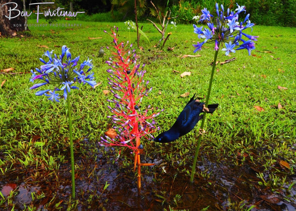 Valla, Northern New South Wales, Australia