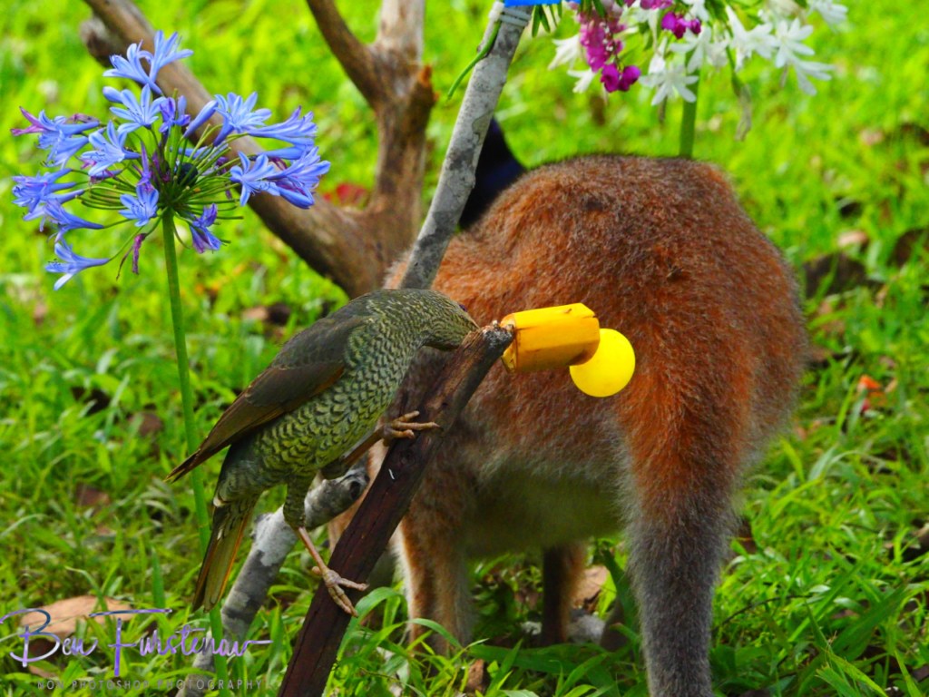 Valla, Northern New South Wales, Australia