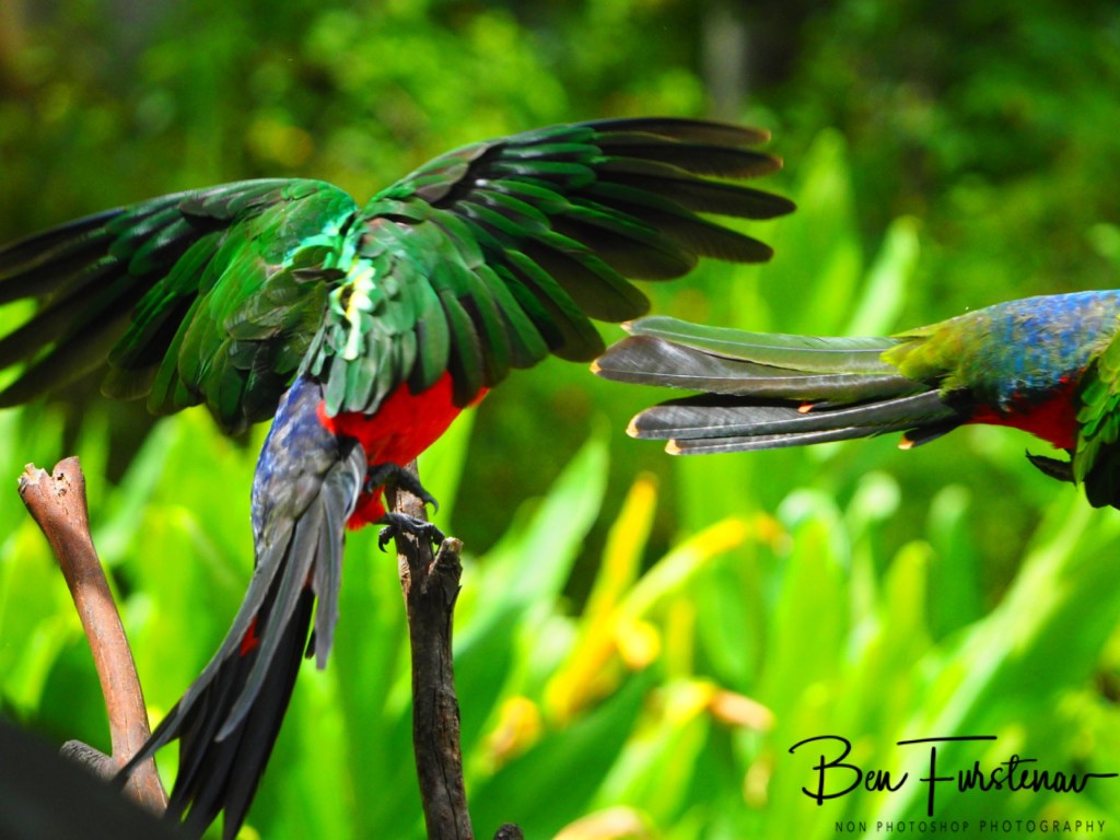 Valla, Northern New South Wales, Australia