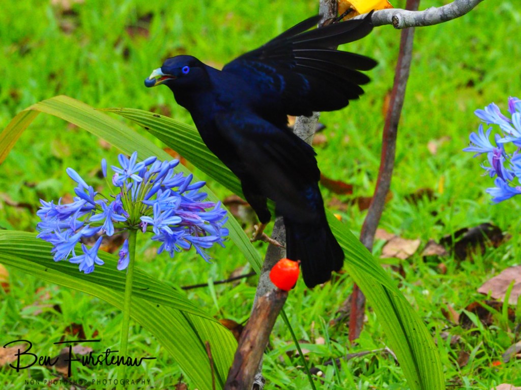 Valla, Northern New South Wales, Australia