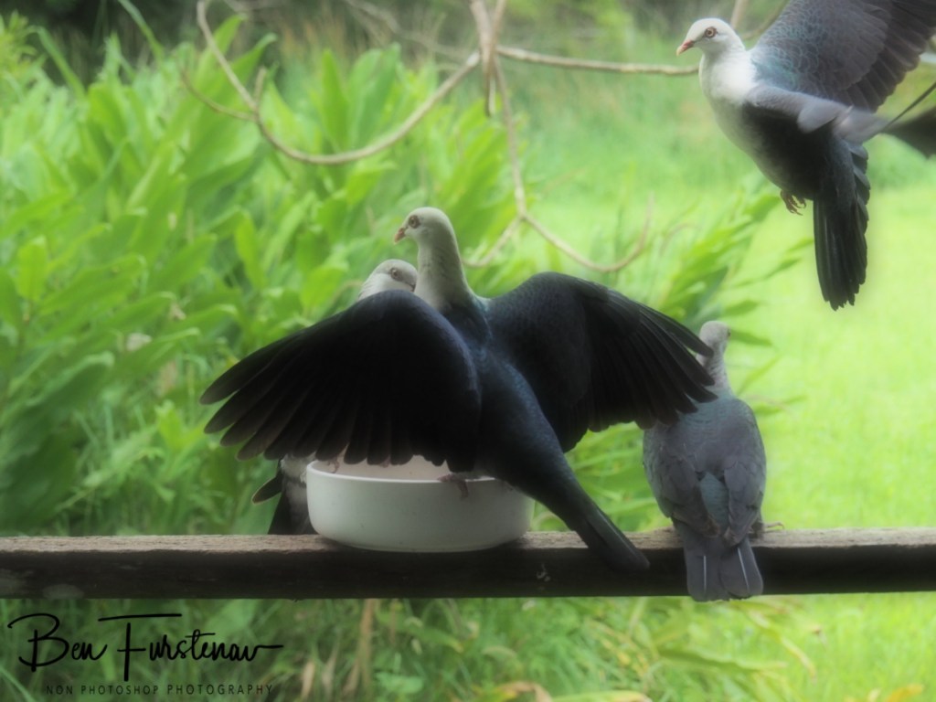 Valla, Northern New South Wales, Australia