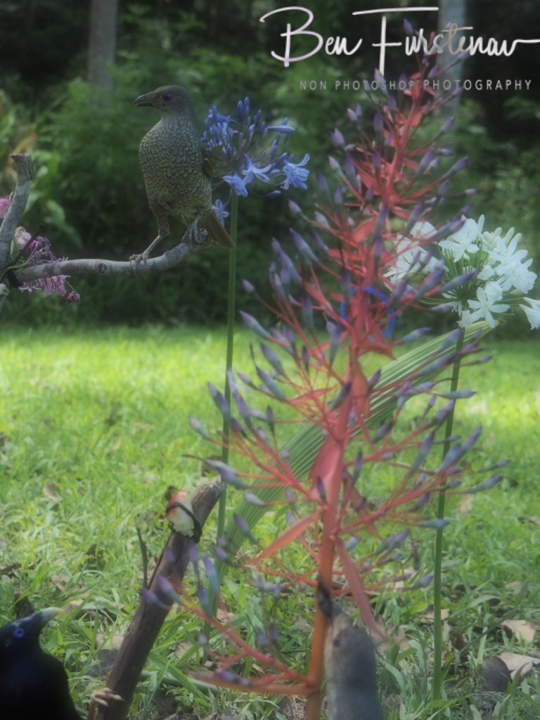 Valla, Northern New South Wales, Australia