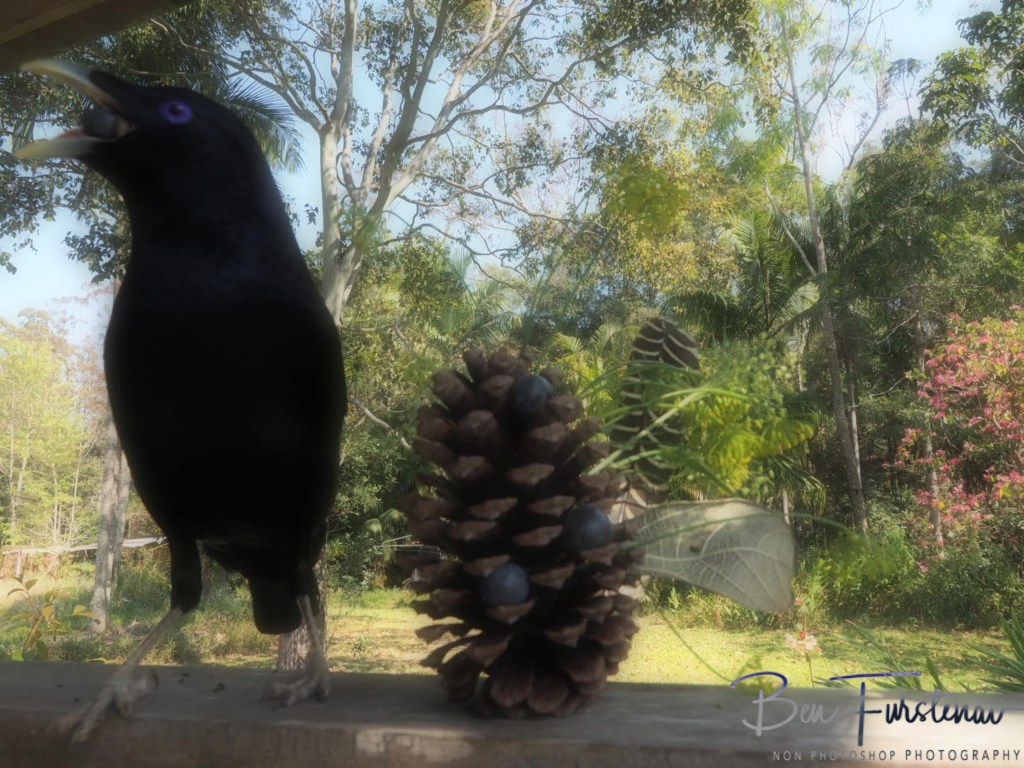 Valla, Northern New South Wales, Australia