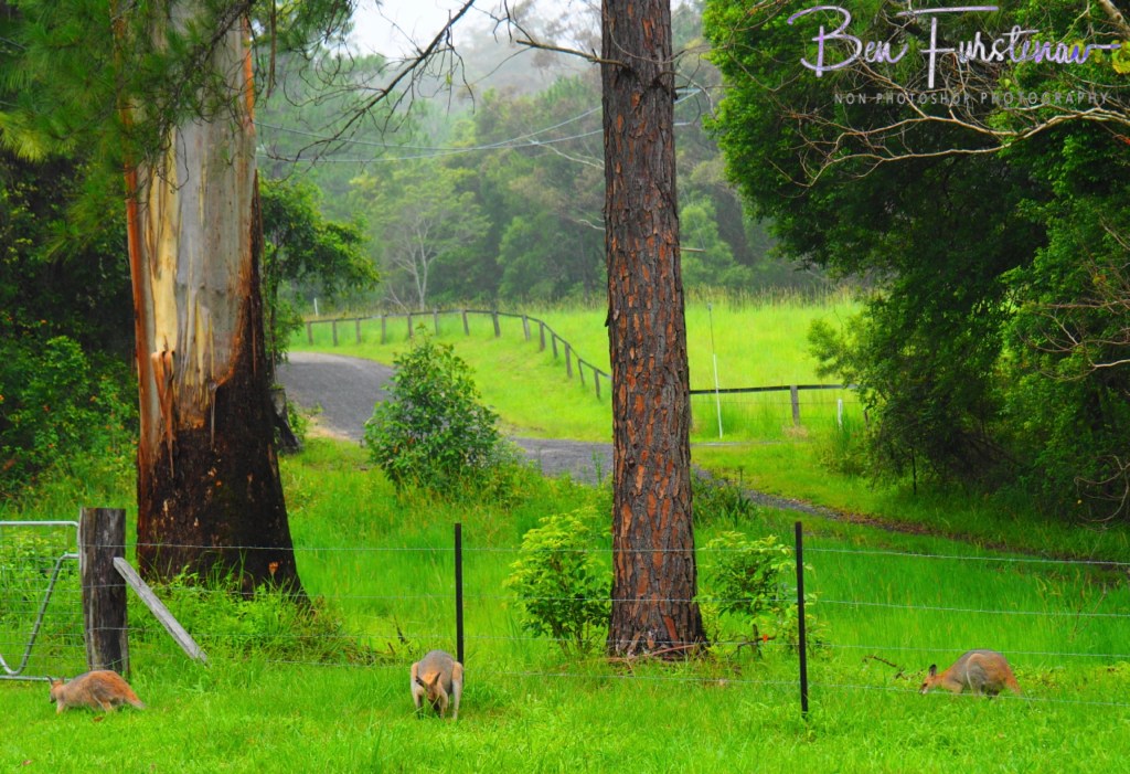 Valla, Northern New South Wales, Australia