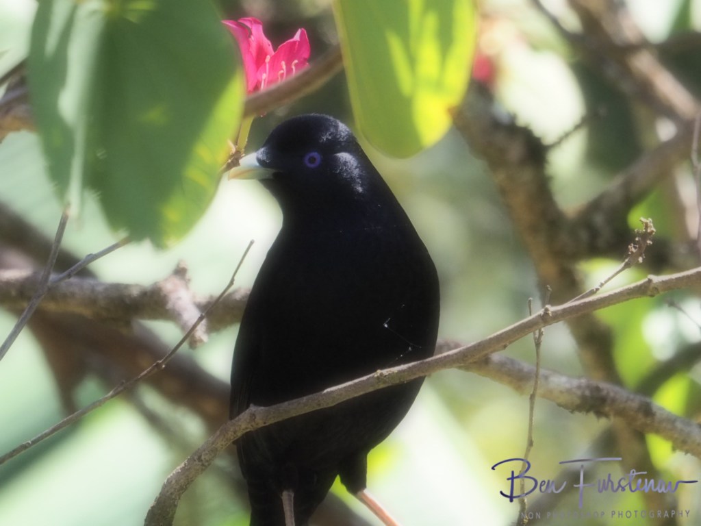 Valla, Northern New South Wales, Australia