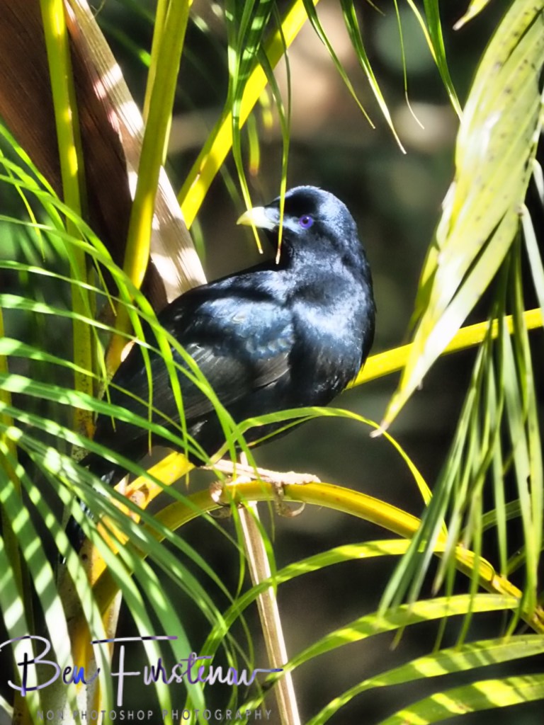 Valla, Northern New South Wales, Australia