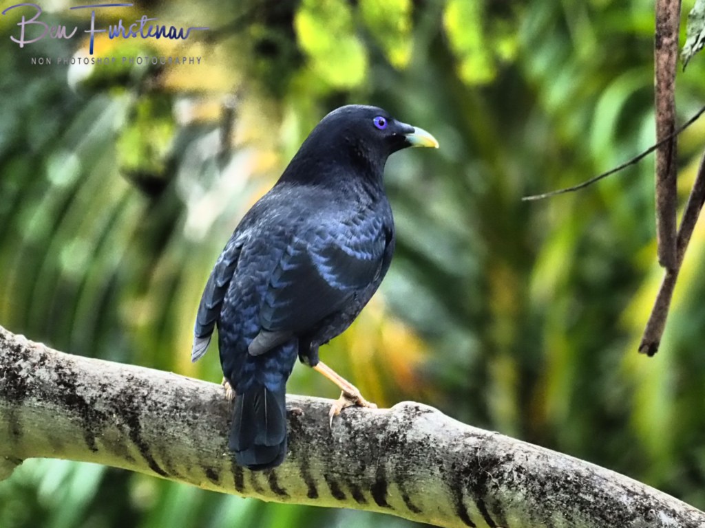 Valla, Northern New South Wales, Australia