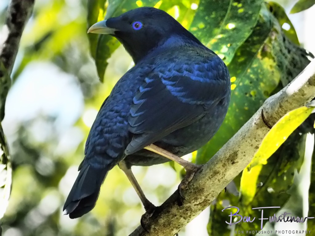 Valla, Northern New South Wales, Australia