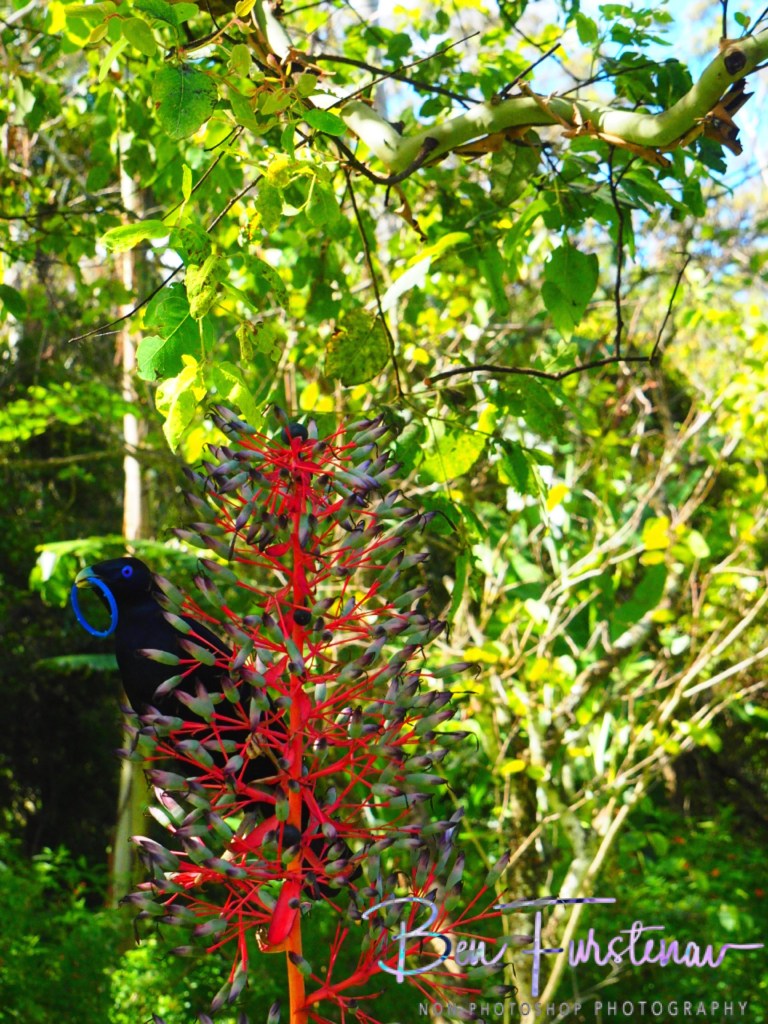 Valla, Northern New South Wales, Australia