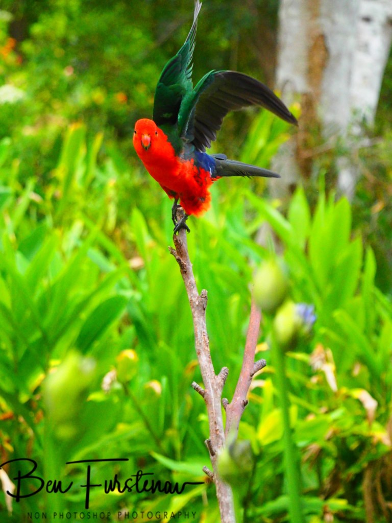 Valla, Northern New South Wales, Australia