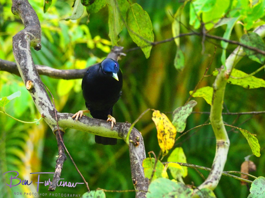 Valla, Northern New South Wales, Australia