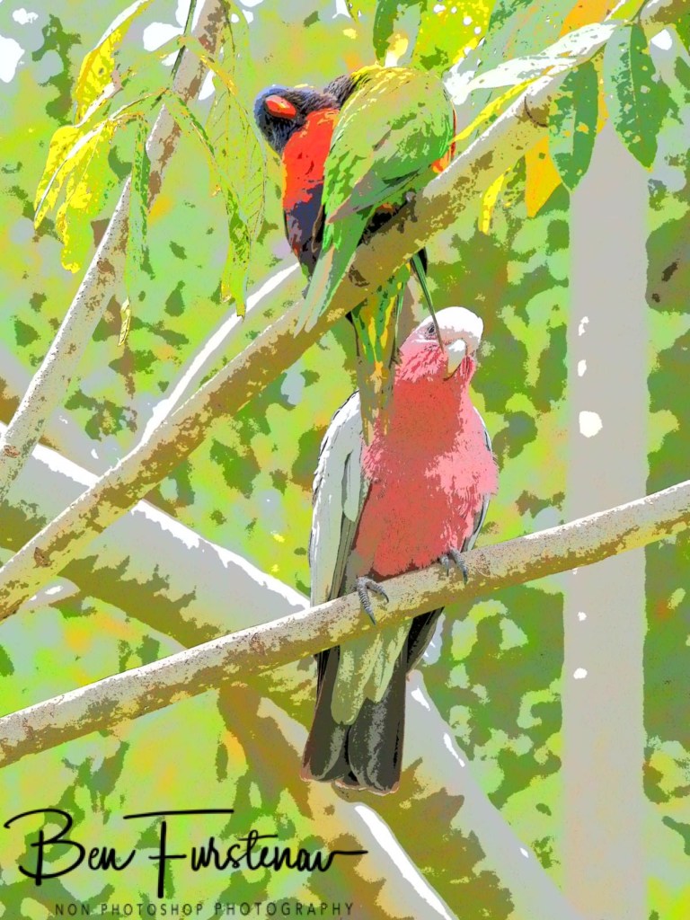 Valla, Northern New South Wales, Australia