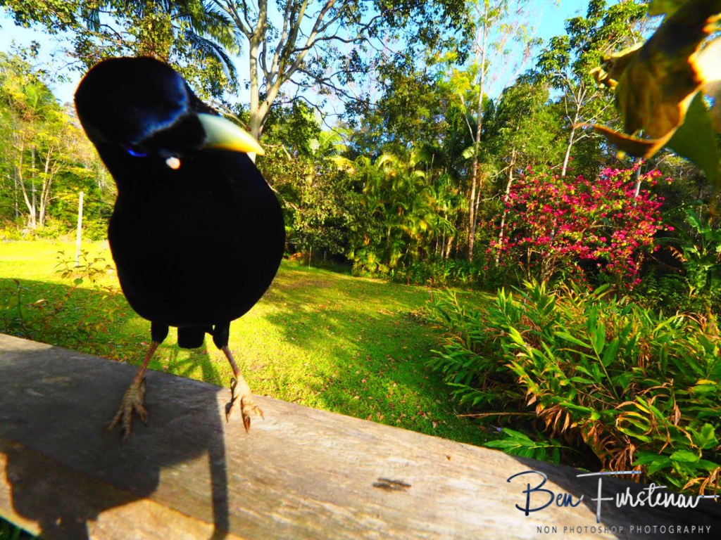 Valla, Northern New South Wales, Australia