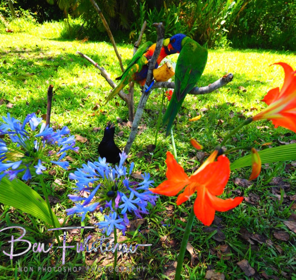 Valla, Northern New South Wales, Australia