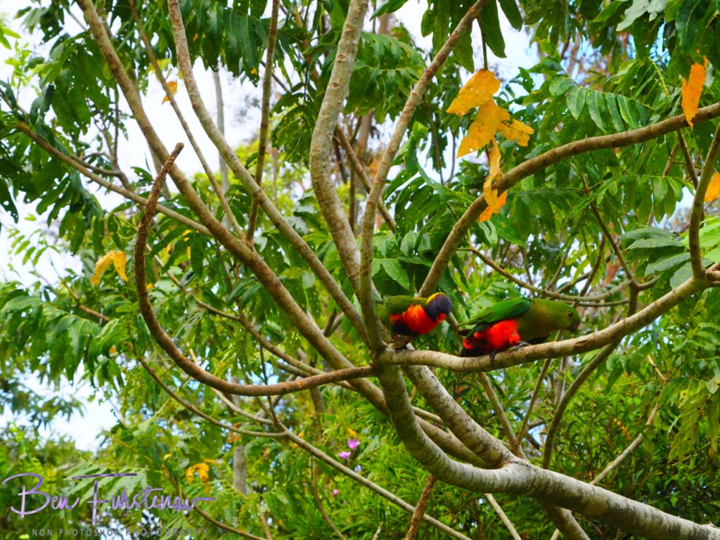 Valla, Northern New South Wales, Australia