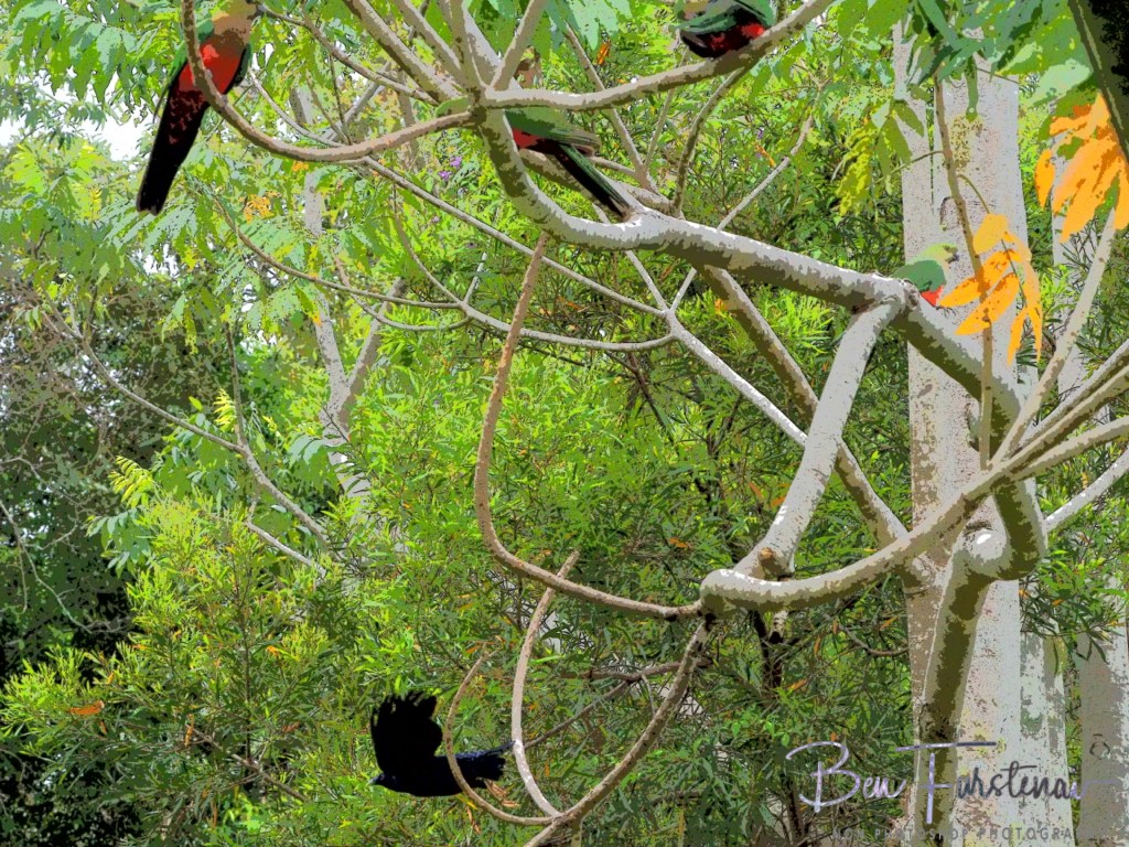 Valla, Northern New South Wales, Australia