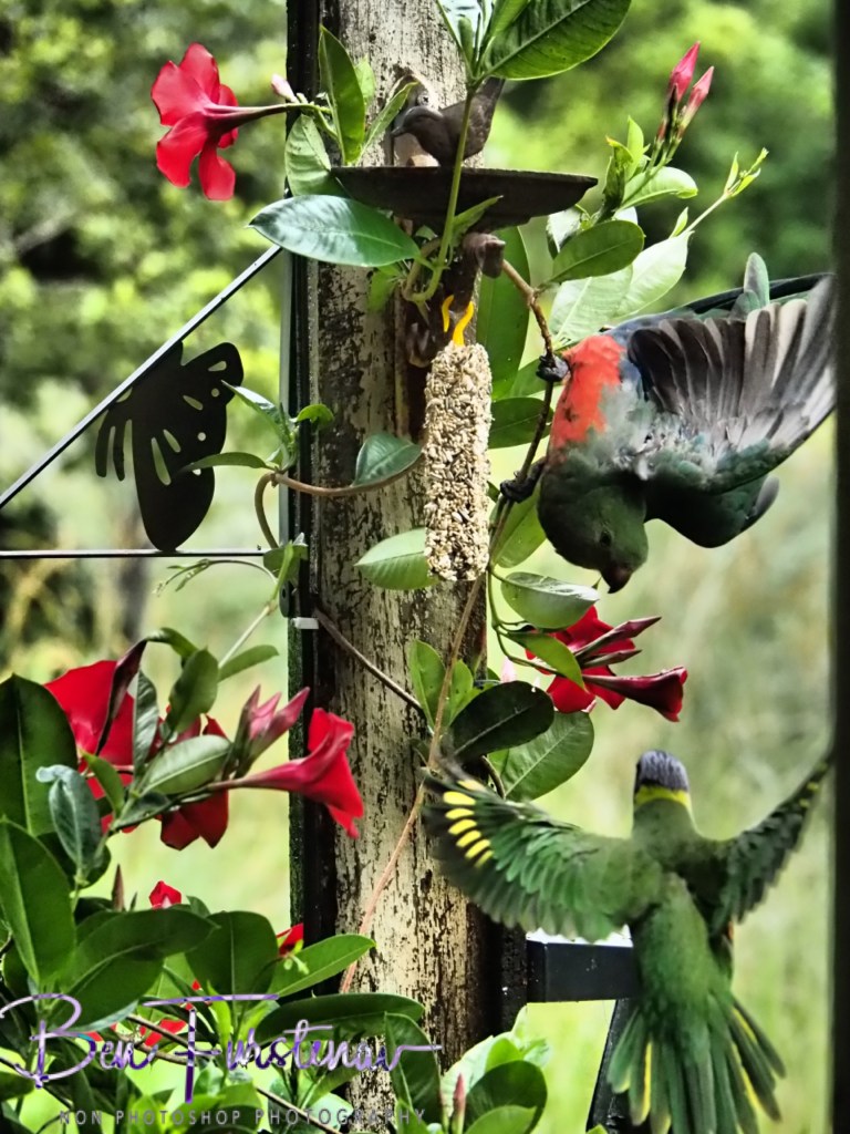 Valla, Northern New South Wales, Australia