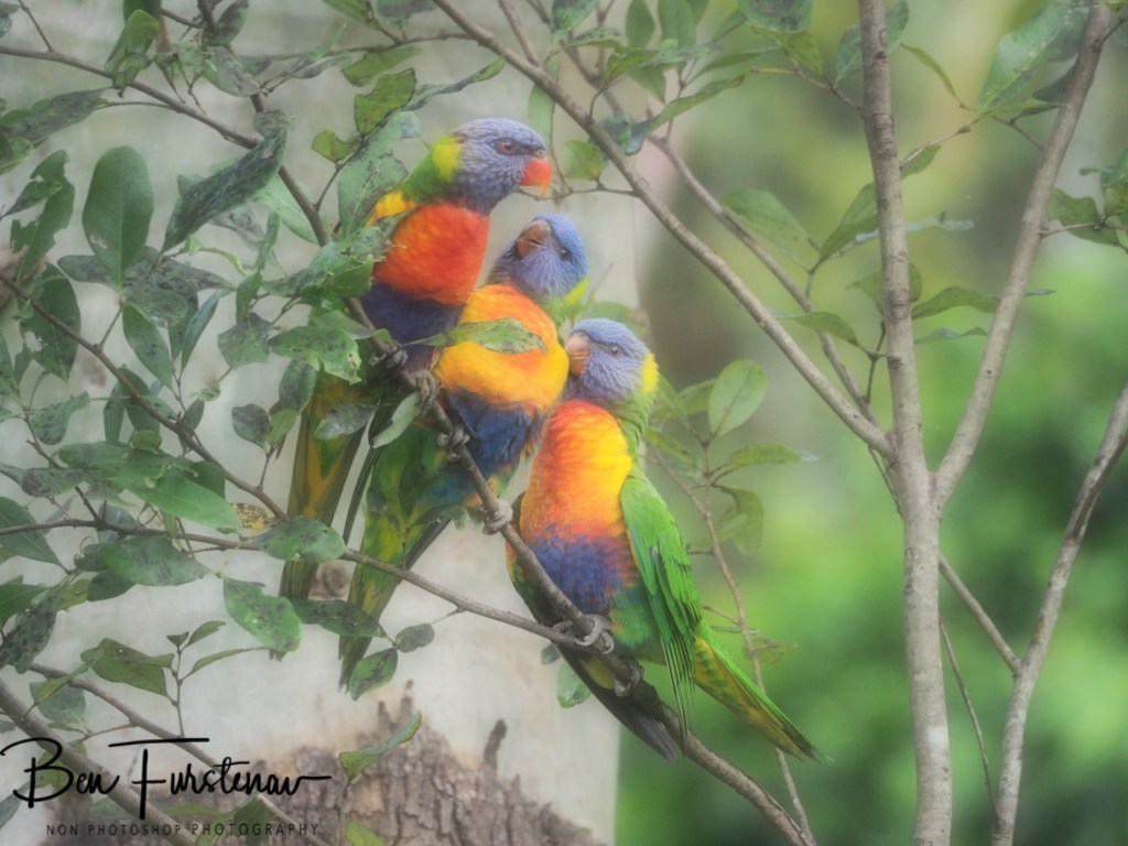 Valla, Northern New South Wales, Australia