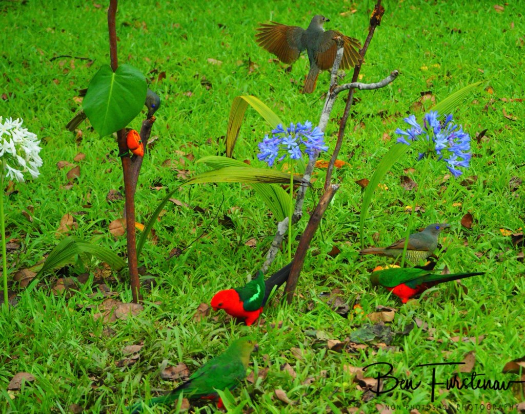 Valla, Northern New South Wales, Australia