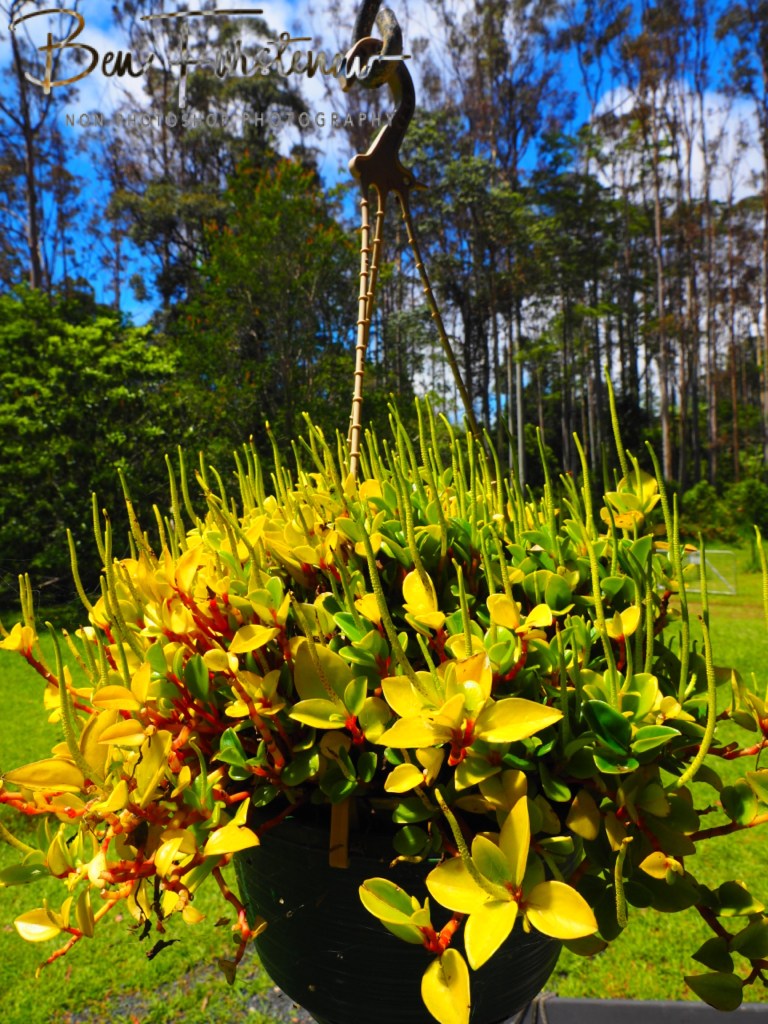 Valla, Northern New South Wales, Australia