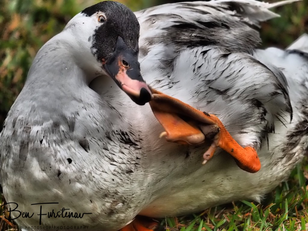 Valla, Northern New South Wales, Australia