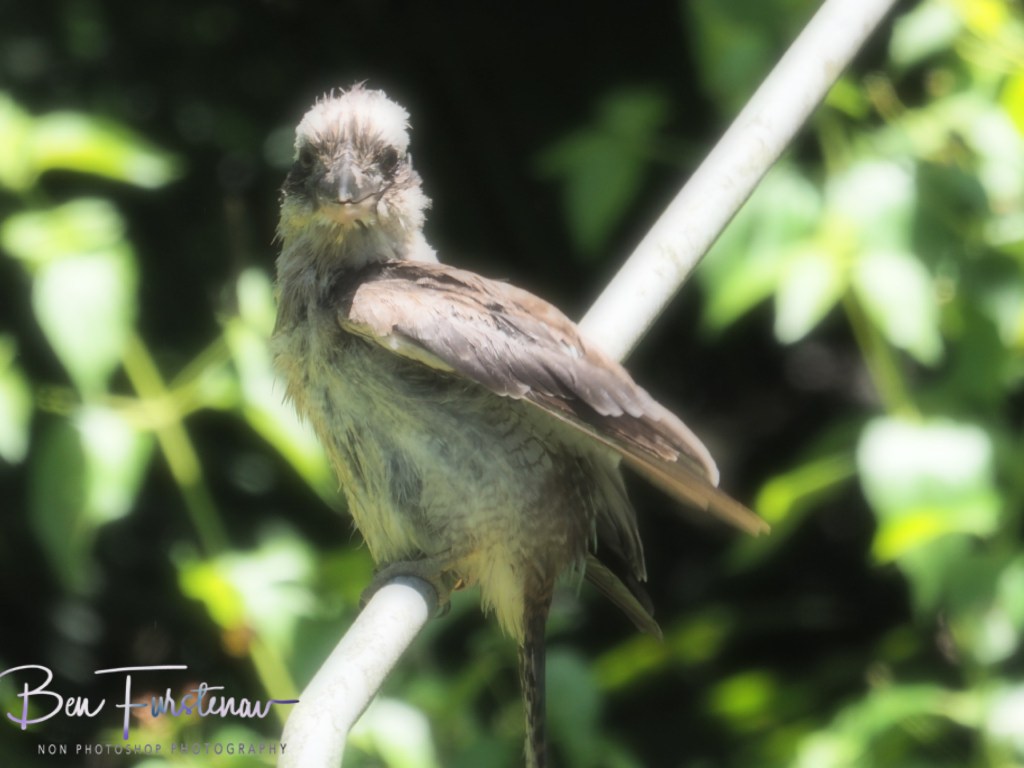 Valla, Northern New South Wales, Australia