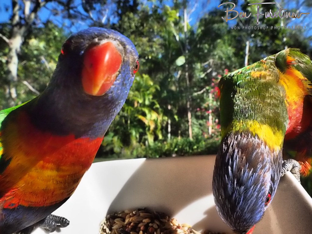 Valla, Northern New South Wales, Australia