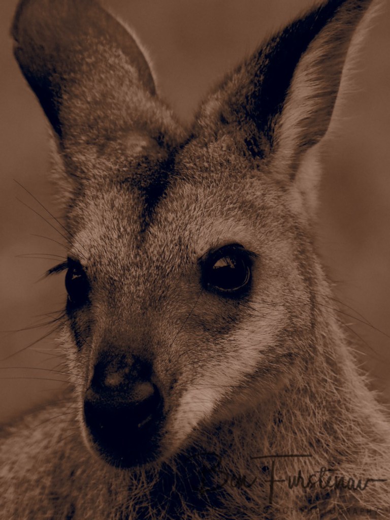 Valla, Northern New South Wales, Australia