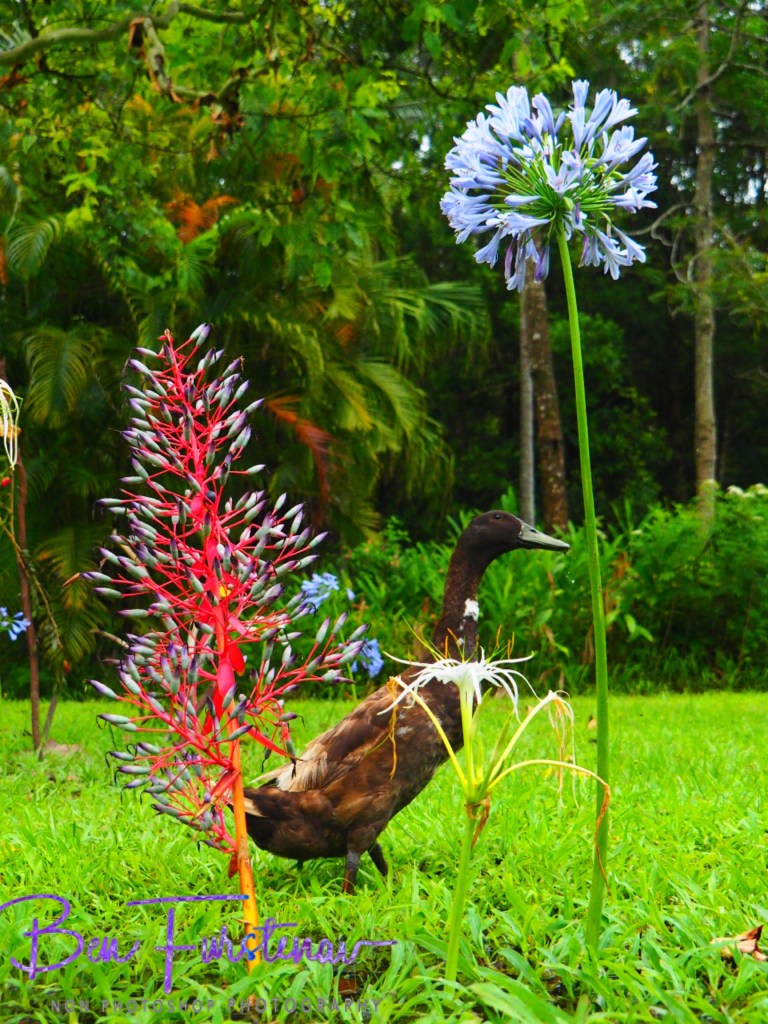 Valla, Northern New South Wales, Australia