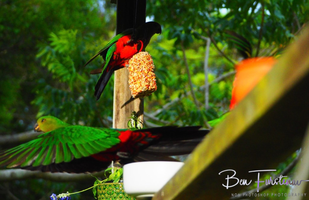 Valla, Northern New South Wales, Australia