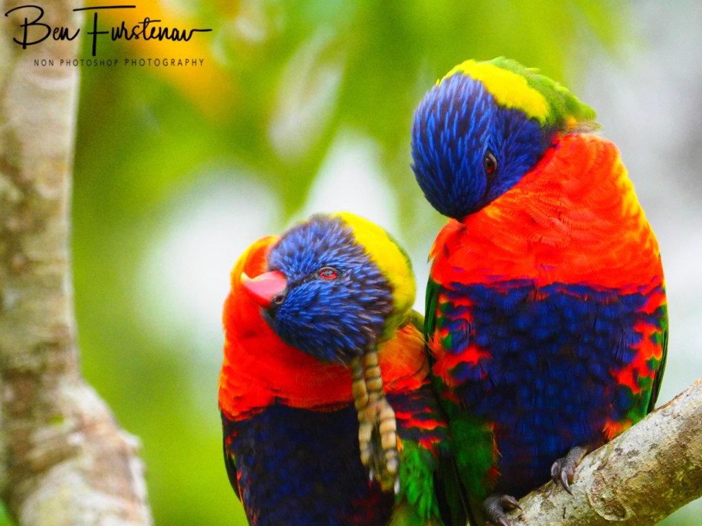 Valla, Northern New South Wales, Australia