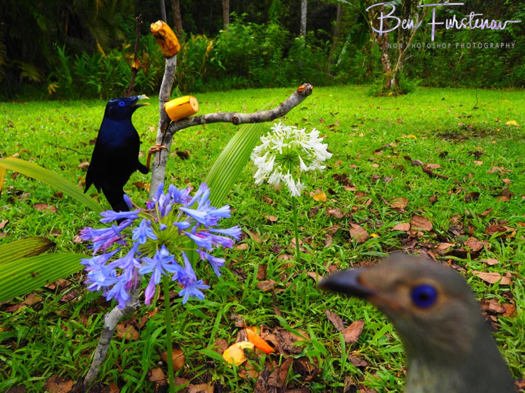 Valla, Northern New South Wales, Australia