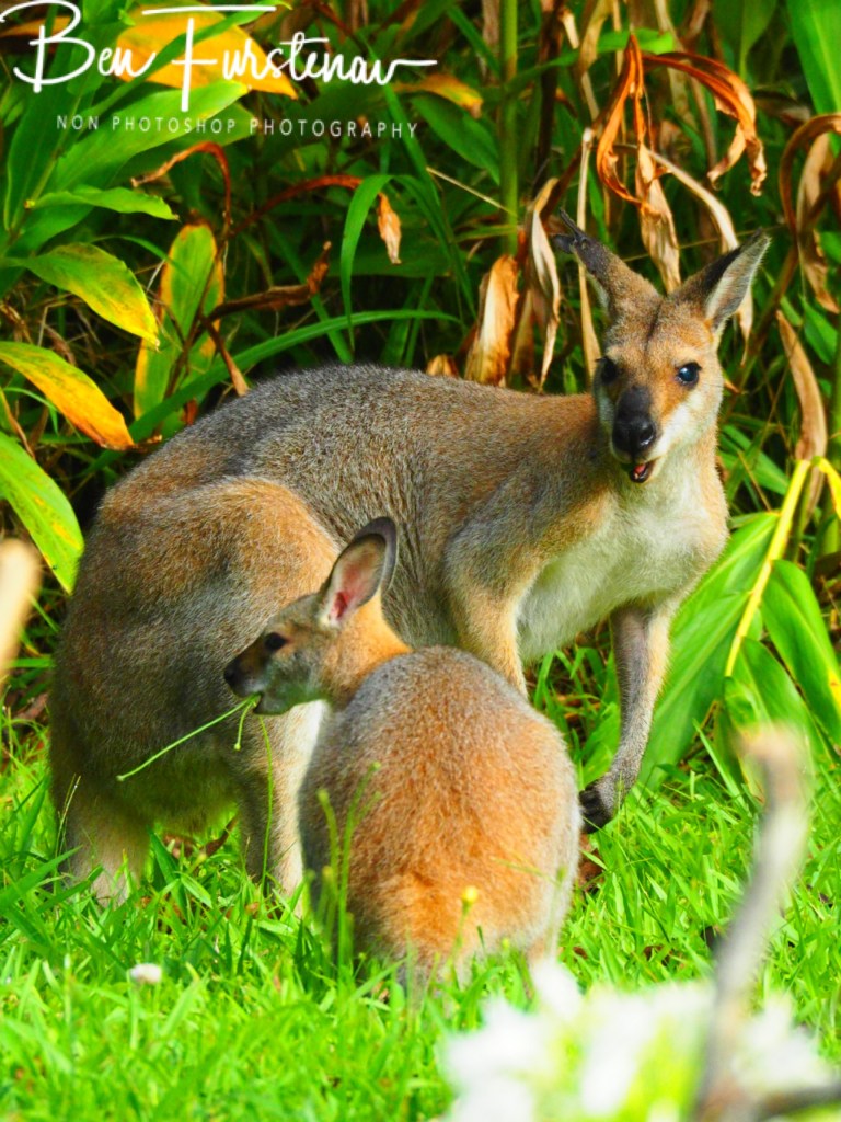 Valla, Northern New South Wales, Australia