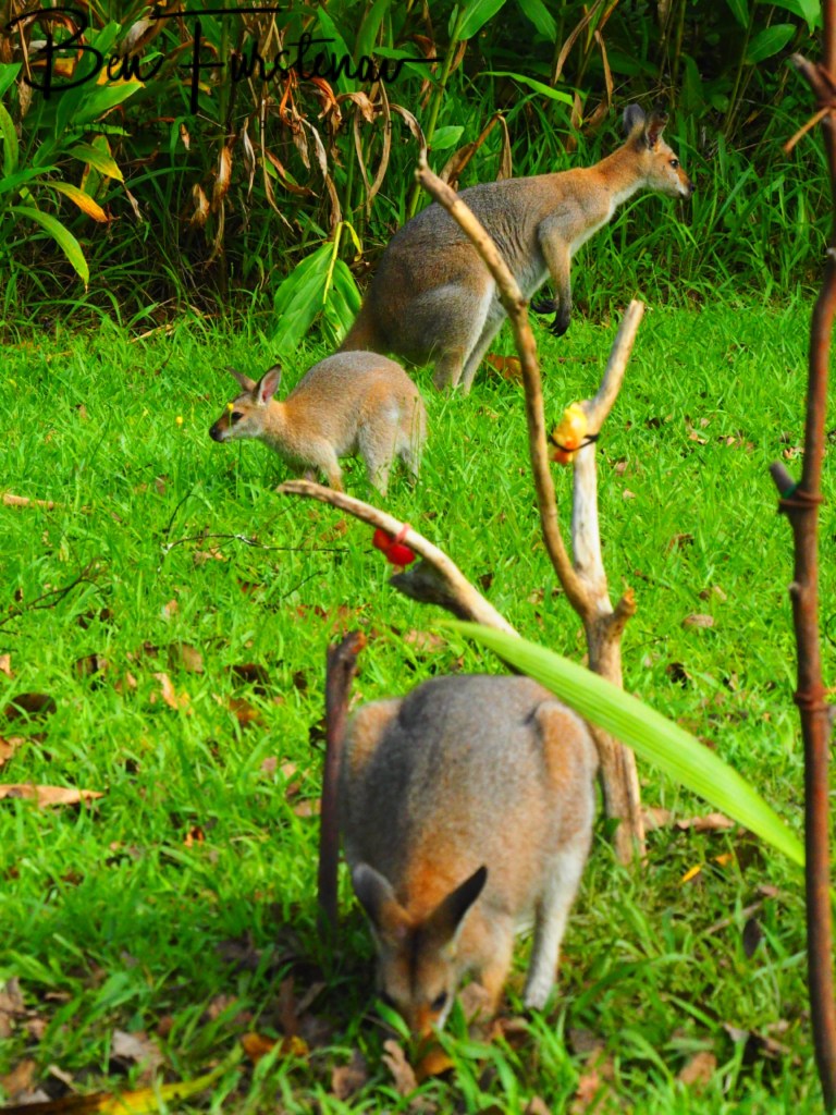 Valla, Northern New South Wales, Australia