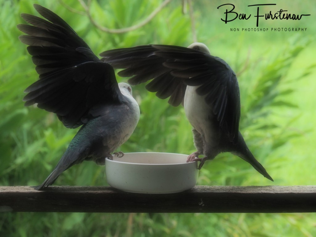 Valla, Northern New South Wales, Australia